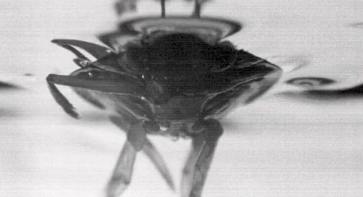 Un insecto que nada rápidamente inspira diseños de embarcaciones no tripuladas