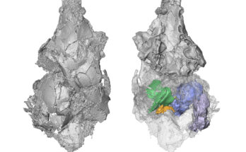 Una nueva investigación arroja luz sobre un antiguo fósil y resuelve el misterio evolutivo