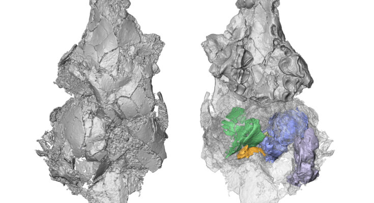 Una nueva investigación arroja luz sobre un antiguo fósil y resuelve el misterio evolutivo