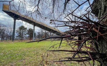 El misterio evolutivo de la antigua relación animal del árbol Belle Isle