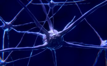 Un estudio revela la función de una sinapsis cerebral poco conocida