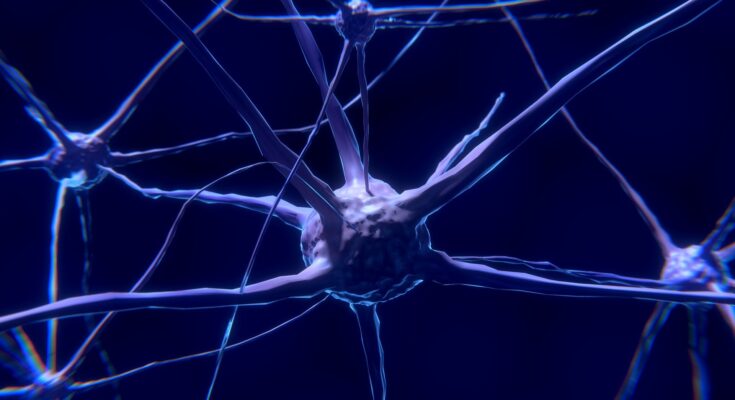 Un estudio revela la función de una sinapsis cerebral poco conocida