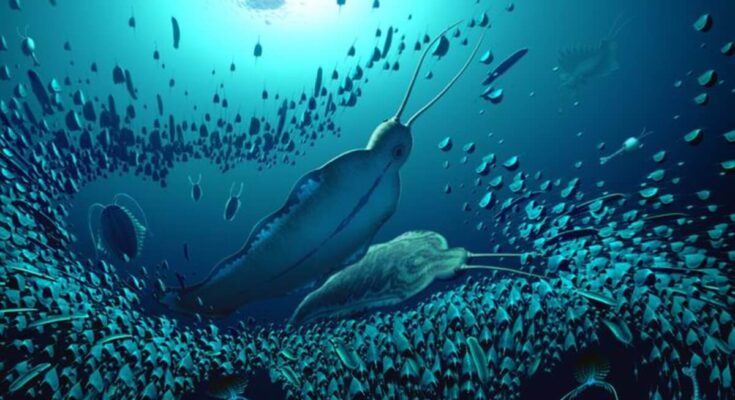 Descubiertas las 'bestias terroristas' que gobernaban el océano hace 500 millones de años