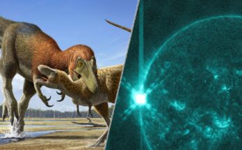 5 historias que son noticia científica esta semana: T.  La saga Rex y la enorme erupción solar
