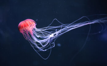 La reproducción de las medusas en realidad funciona de manera muy similar a la de otros animales.