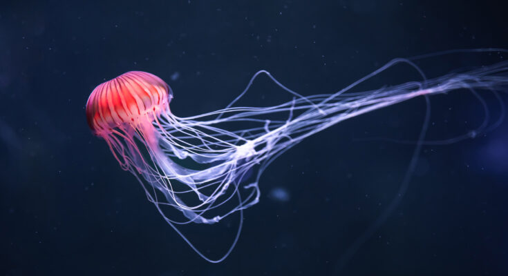 La reproducción de las medusas en realidad funciona de manera muy similar a la de otros animales.