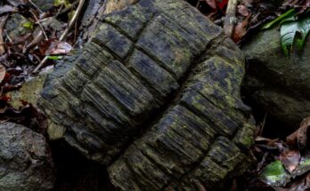 One of the fossilized wood samples discovered on Barro Colorado Island in Panama.