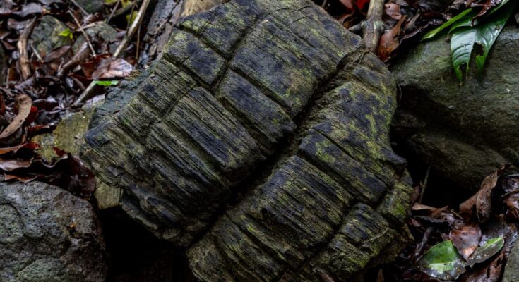 One of the fossilized wood samples discovered on Barro Colorado Island in Panama.