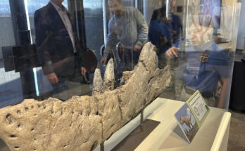 Un fósil de T. rex descubierto hace décadas es un pariente más antiguo y primitivo del dinosaurio tradicional, dicen los científicos.