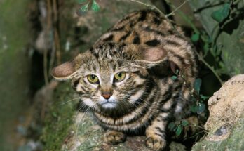 Black Footed Cat, felis nigripes, adult standing on branch.