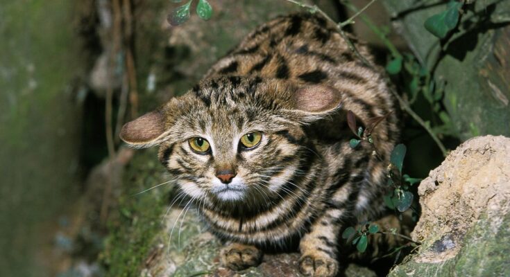 Black Footed Cat, felis nigripes, adult standing on branch.