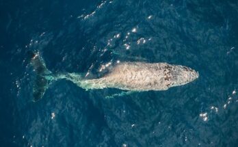A whale in the center of the image with a tail that appears crooked