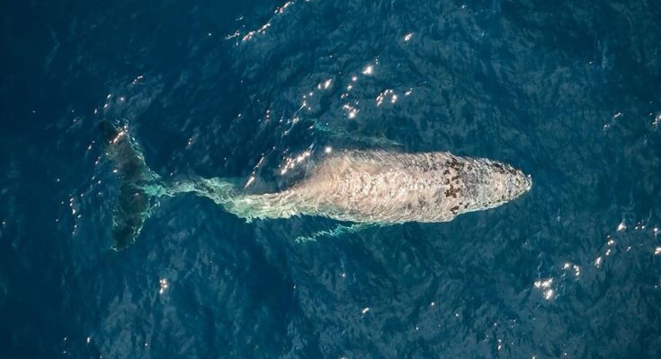 A whale in the center of the image with a tail that appears crooked