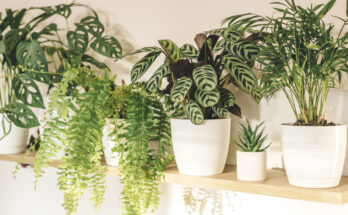 Una planta purificadora de aire que querrás tener en tu hogar