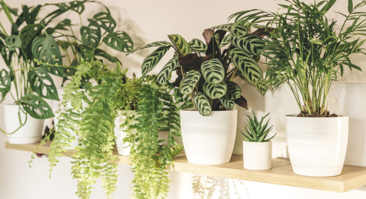 Una planta purificadora de aire que querrás tener en tu hogar