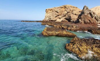 Una rara criatura marina, "corona" con "luz", encontrada en el arrecife de Omán. es una nueva especie