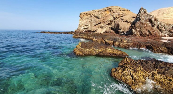 Una rara criatura marina, "corona" con "luz", encontrada en el arrecife de Omán.  es una nueva especie