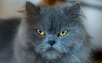 Blue Persian Cat with grumpy face and yellow eyes looking at the camera