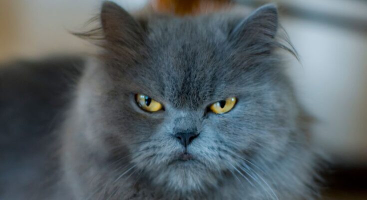 Blue Persian Cat with grumpy face and yellow eyes looking at the camera