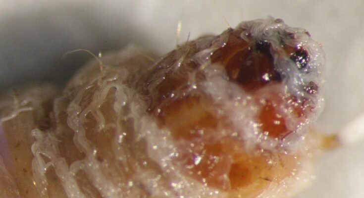 SciTechDaily