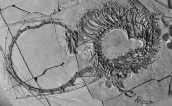 Los científicos han descubierto un fósil de "dragón" de 240 millones de años