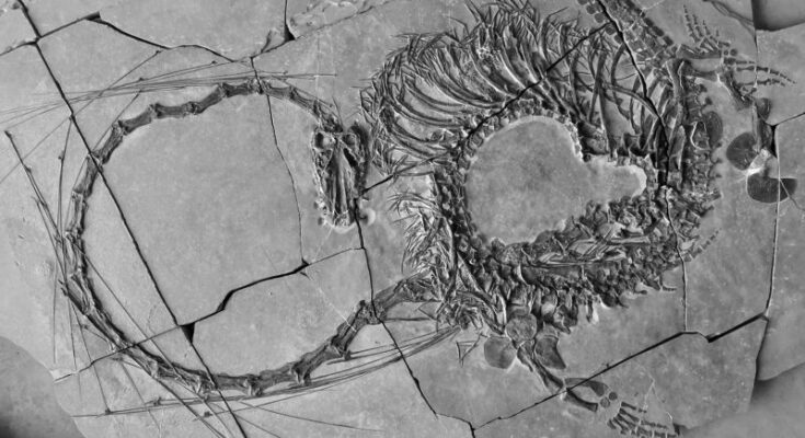 Los científicos han descubierto un fósil de "dragón" de 240 millones de años