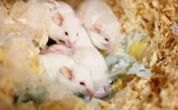 Rejuvenate Bio muestra que la reprogramación epigenética prolonga la vida útil en ratones normales