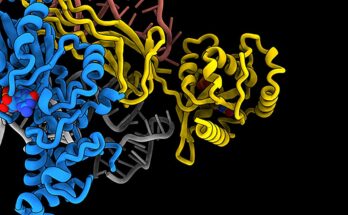 Los investigadores producen un modelo 3D de un ribosoma y visualizan cómo se fabrica