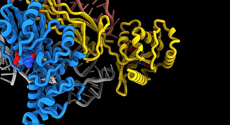 Los investigadores producen un modelo 3D de un ribosoma y visualizan cómo se fabrica