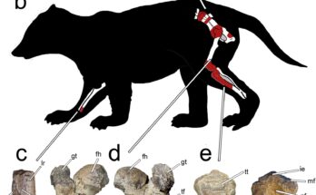 Descubren en la Patagonia una especie de mamífero prehistórico más grande de lo esperado