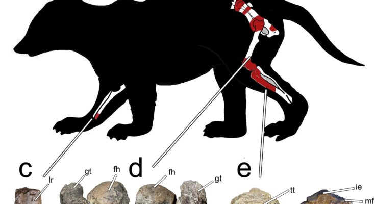 Descubren en la Patagonia una especie de mamífero prehistórico más grande de lo esperado