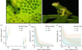 Las ranas de cristal macho tienen testículos pequeños que cuidan a sus crías.