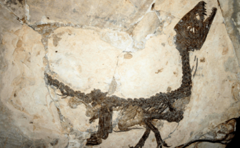 ¿Cómo duraron tanto los huesos de dinosaurio?
