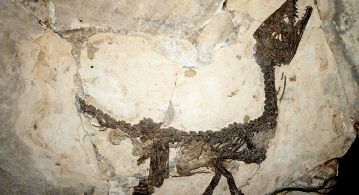 ¿Cómo duraron tanto los huesos de dinosaurio?
