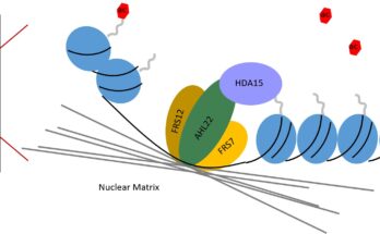 Los investigadores han identificado un actor clave en la regulación de la cromatina en Arabidopsis thaliana