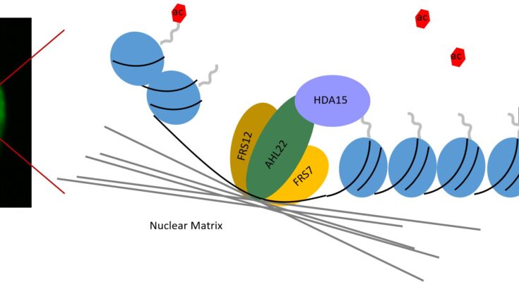 Los investigadores han identificado un actor clave en la regulación de la cromatina en Arabidopsis thaliana