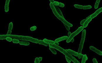 La biodiversidad bacteriana intestinal está asociada con el comportamiento sexual