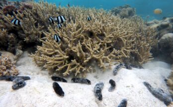 Los pepinos de mar sobreexplotados desempeñan un papel fundamental en la protección de los arrecifes de coral