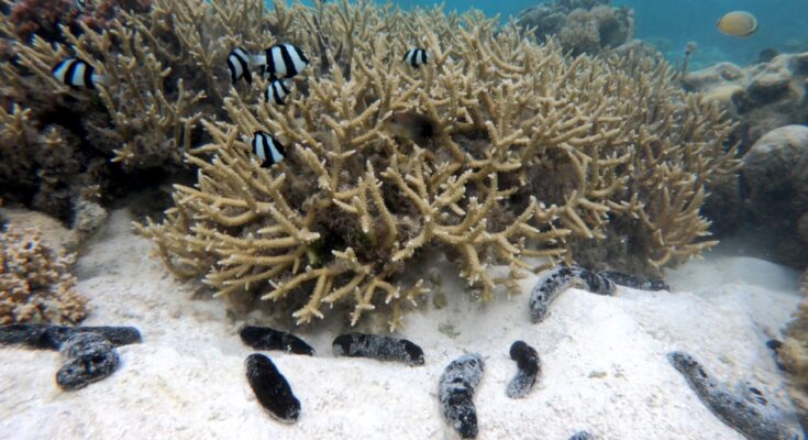 Los pepinos de mar sobreexplotados desempeñan un papel fundamental en la protección de los arrecifes de coral