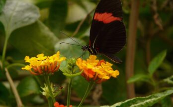 Los científicos demuestran que las mariposas imitan el comportamiento de vuelo de las demás para evitar a los depredadores