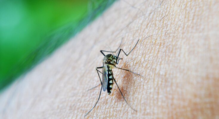El primer estudio de ADN de los antiguos árabes orientales revela una mutación de la malaria
