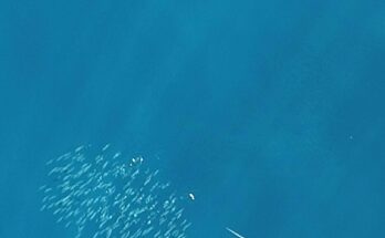 Los peces depredadores utilizan cambios rápidos de color para coordinar los ataques, descubrieron los científicos
