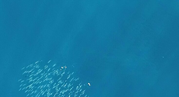 Los peces depredadores utilizan cambios rápidos de color para coordinar los ataques, descubrieron los científicos