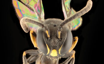 ¿Cómo llegó la diminuta abeja a la Polinesia Francesa?  Ocho nuevas especies ayudan a resolver el misterio científico