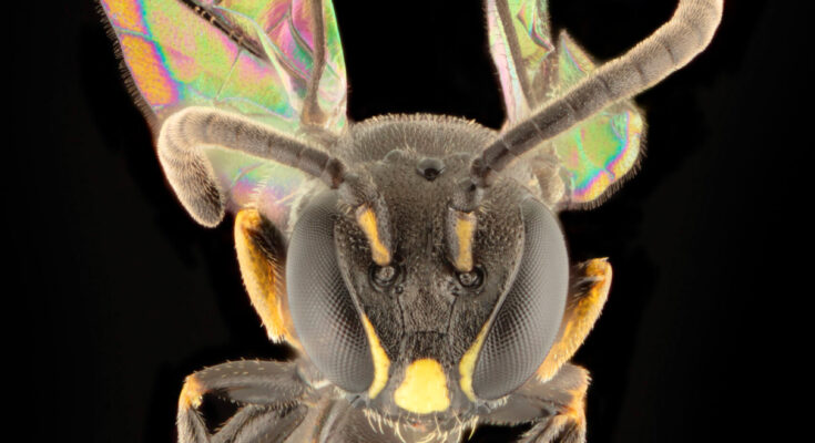 ¿Cómo llegó la diminuta abeja a la Polinesia Francesa?  Ocho nuevas especies ayudan a resolver el misterio científico