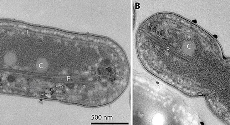 Los científicos utilizan algas verdiazules como madres sustitutas para proteínas "parecidas a la carne"