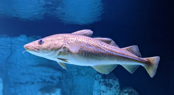 La extinción puede deberse a que los peces cambian su comportamiento de búsqueda de alimento en respuesta al aumento de las temperaturas.