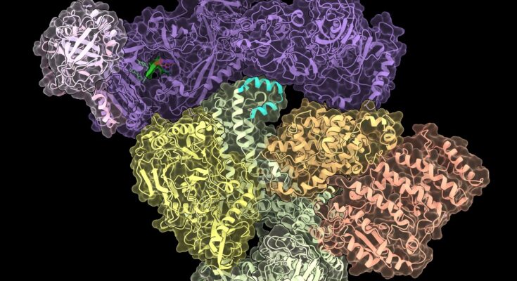 Un nuevo estudio cambia nuestra comprensión de la biología de los telómeros
