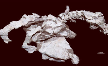 The type specimens of Datai yingliangis reconstructed in situ; the head, cervical, and thoracic regions of the specimens were discovered and extracted from a single block. Image credit: Xing et al., doi: 10.18435/vamp29396.
