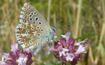 Lysandra bellargus. Image credit: Eric Sylvestre.
